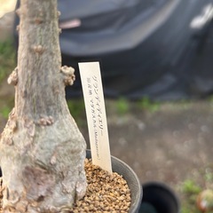 ウンカリーナ　グランディディエリ　観葉植物　塊根植物　多肉植物　ビザールプランツ　レアプランツ　ガーデニング　植物　グリーン　趣味　盆栽　葉　花　庭　草　インテリア　おしゃれ　飾り　園芸　の画像