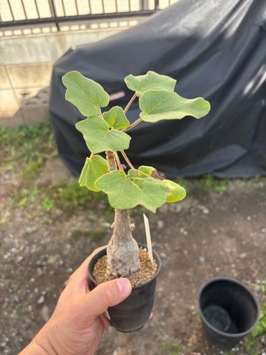 ウンカリーナ　グランディディエリ　観葉植物　塊根植物　多肉植物　ビザールプランツ　レアプランツ　ガーデニング　植物　グリーン　趣味　盆栽　葉　花　庭　草　インテリア　おしゃれ　飾り　園芸　