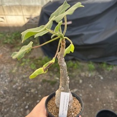 ウンカリーナ　グランディディエリ　観葉植物　塊根植物　多肉植物　ビザールプランツ　レアプランツ　ガーデニング　植物　グリーン　趣味　盆栽　葉　花　庭　草　インテリア　おしゃれ　飾り　園芸　の画像