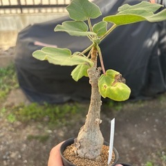 ウンカリーナ　グランディディエリ　観葉植物　塊根植物　多肉植物　ビザールプランツ　レアプランツ　ガーデニング　植物　グリーン　趣味　盆栽　葉　花　庭　草　インテリア　おしゃれ　飾り　園芸　の画像