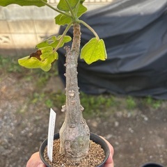 ウンカリーナ　グランディディエリ　観葉植物　塊根植物　多肉植物　ビザールプランツ　レアプランツ　ガーデニング　植物　グリーン　趣味　盆栽　葉　花　庭　草　インテリア　おしゃれ　飾り　園芸　の画像