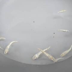 スズラン⑤　若魚　10匹　めだかの画像