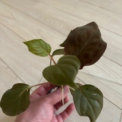 熱帯植物　パルダリウム 　ホマロメナsp terajaensis Labiの画像