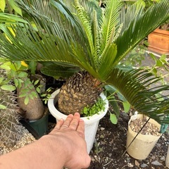 ソテツ　極太　観葉植物　塊根植物　多肉植物　ビザールプランツ　レアプランツ　ガーデニング　植物　グリーン　趣味　盆栽　葉　花　庭　草　インテリア　おしゃれ　飾り　園芸　の画像