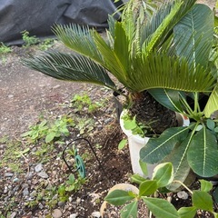 ソテツ　極太　観葉植物　塊根植物　多肉植物　ビザールプランツ　レアプランツ　ガーデニング　植物　グリーン　趣味　盆栽　葉　花　庭　草　インテリア　おしゃれ　飾り　園芸　の画像