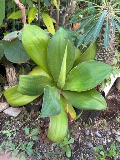 アガベエレミーティアナ　観葉植物　塊根植物　多肉植物　ビザールプランツ　レアプランツ　ガーデニング　植物　グリーン　趣味　盆栽　葉　花　庭　草　インテリア　おしゃれ　飾り　園芸　