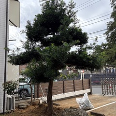 マキの画像