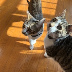 仲のいい兄妹を引き受けてくれる方募集