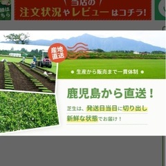 天然芝　 TM9（国産：鹿児島産）の画像