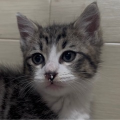 生後2ヶ月頃の子猫ちゃんです《 相談中です 》