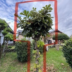 シンボルツリー カシワ 柏 樹 古木の画像