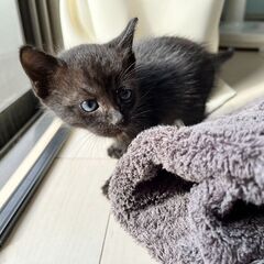 黒猫【生後1ヵ月くらい】元気いっぱいですの画像