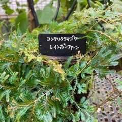 レインボーファン＊きれいな緑色＊見事ですの画像