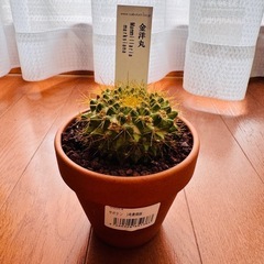 サボテンの画像