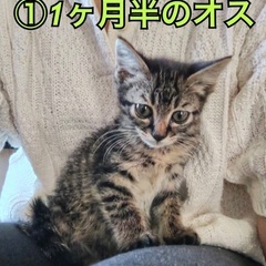 可愛いキジトラくん❗️