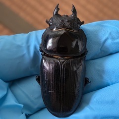 オオクワガタ♀2頭セット（51mm）の画像