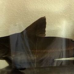 オキシドラス30ｃｍを3000円の画像