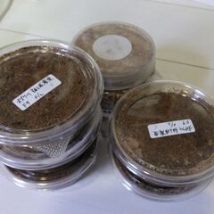 オオクワガタ幼虫（千葉県産、福岡県産、各6匹）の画像