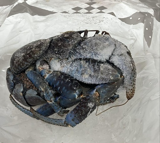 u*d様 現地土産品 ヤシガニ 剥製 標本 約50センチ 2025年最新】剥製 ヤシガニの人気アイテム - メルカリ