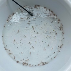 夏生まれ　メダカ　　約240匹の画像
