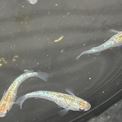 極ラメメダカ若魚6匹プラス稚魚10匹の画像