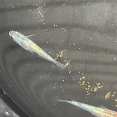 極ラメメダカ若魚6匹プラス稚魚10匹の画像