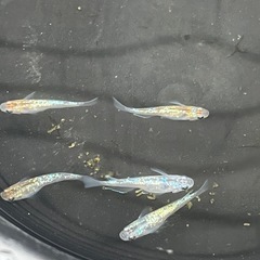 極ラメメダカ若魚6匹プラス稚魚10匹の画像