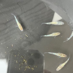 極ラメメダカ若魚6匹プラス稚魚10匹の画像