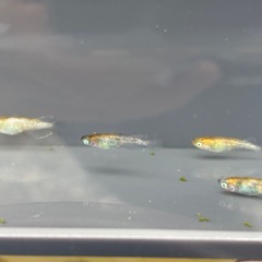 【華麗めだか】 和墨白銀三色　雄2雌3 　5匹セット　検　メダカの画像