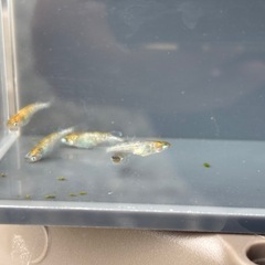 【華麗めだか】 和墨白銀三色　雄2雌3 　5匹セット　検　メダカの画像