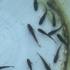 オロチメダカ成魚15匹プラスα 選別外の画像