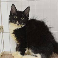 11/3(祝月) 純血猫の25頭譲渡会。