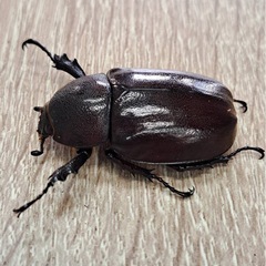 フローレンスニセヒメカブト ペアの画像