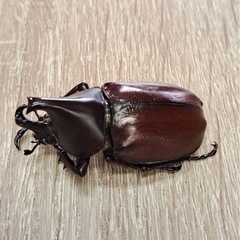 フローレンスニセヒメカブト ペアの画像