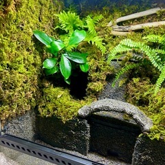 エキゾテラ6060 水槽　レイアウトの画像