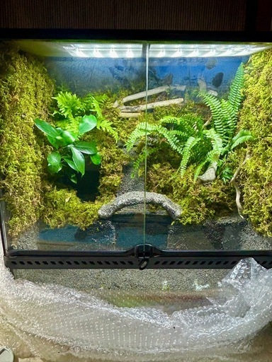 エキゾテラ6060 水槽 レイアウト