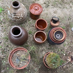 壺　鉢　金魚の画像