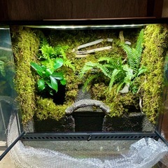 エキゾテラ6060 水槽　レイアウトの画像