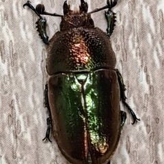 パプアキンイロクワガタ トリオ（♂１匹♀２匹）の画像