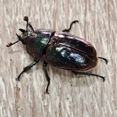 パプアキンイロクワガタ トリオ（♂１匹♀２匹）の画像