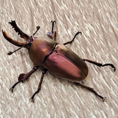 パプアキンイロクワガタ トリオ（♂１匹♀２匹）の画像