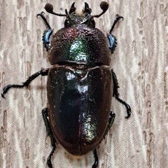 パプアキンイロクワガタ トリオ（♂１匹♀２匹）の画像