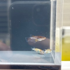 【華麗めだか】　和墨白銀三色リアルロングフィン　雄1雌2  トリオ　検　メダカ　の画像
