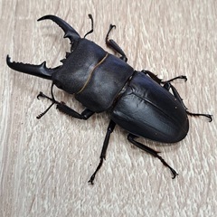 イキヒラタ ペアの画像