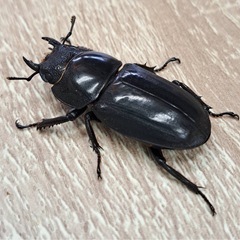 イキヒラタ ペアの画像