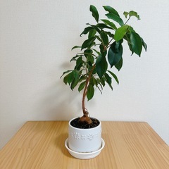 観葉植物 ガジュマル 鉢セットの画像