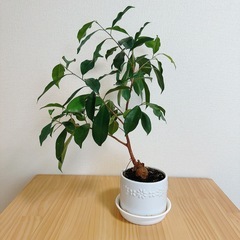 観葉植物 ガジュマル 鉢セットの画像