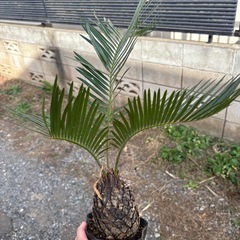ソテツ　観葉植物　塊根植物　多肉植物　ビザールプランツ　レアプランツ　ガーデニング　植物　グリーン　趣味　盆栽　葉　花　庭　草　インテリア　おしゃれ　飾り　園芸　の画像