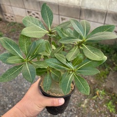 【20%オフ　8/28】【極太】アデニウム　アラビカム　観葉植物...