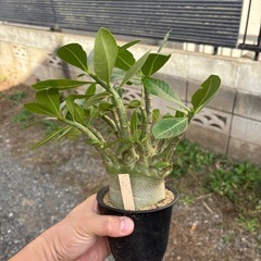 【20%オフ　8/28】【極太】アデニウム　アラビカム　観葉植物　塊根植物　多肉植物　ビザールプランツ　レアプランツ　ガーデニング　植物　グリーン　趣味　盆栽　葉　花　庭　草　インテリア　おしゃれ　飾り　園芸　の画像